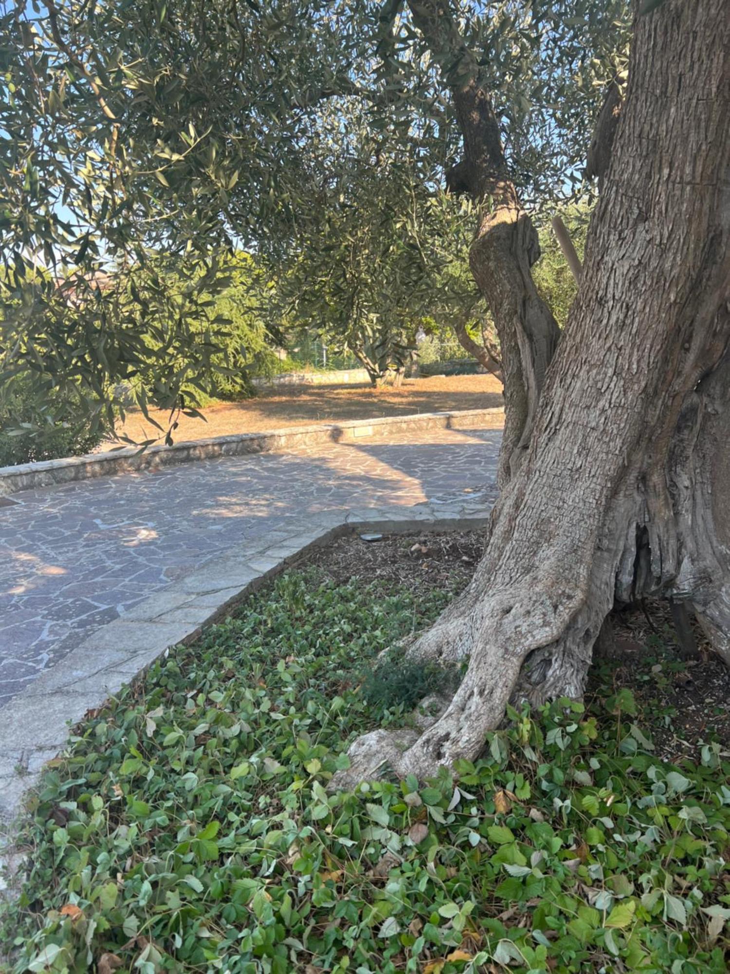 I Trulli Di Eva Διαμέρισμα Νότσι Εξωτερικό φωτογραφία